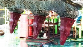 Cazo de bivalva con StarMet 500 en Singapur  image